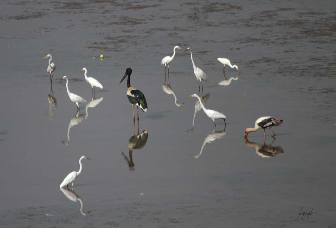 Black-necked Stork